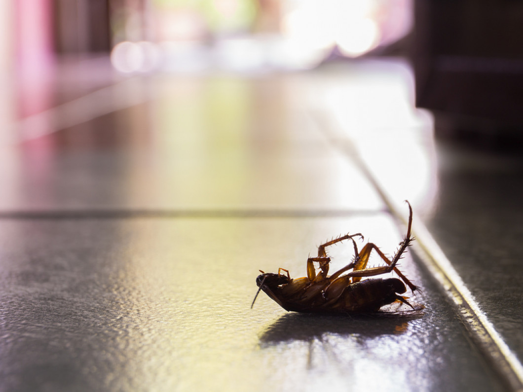 Cockroach Control Solutions | Cary, Apex & Raleigh, NC ...